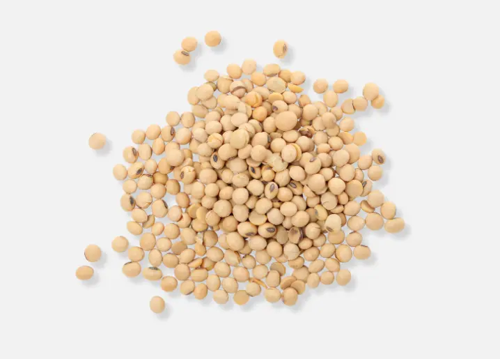 Soy Beans
